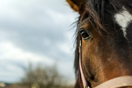 Free Image: Half Horse Face | Libreshot Free Stock Photos